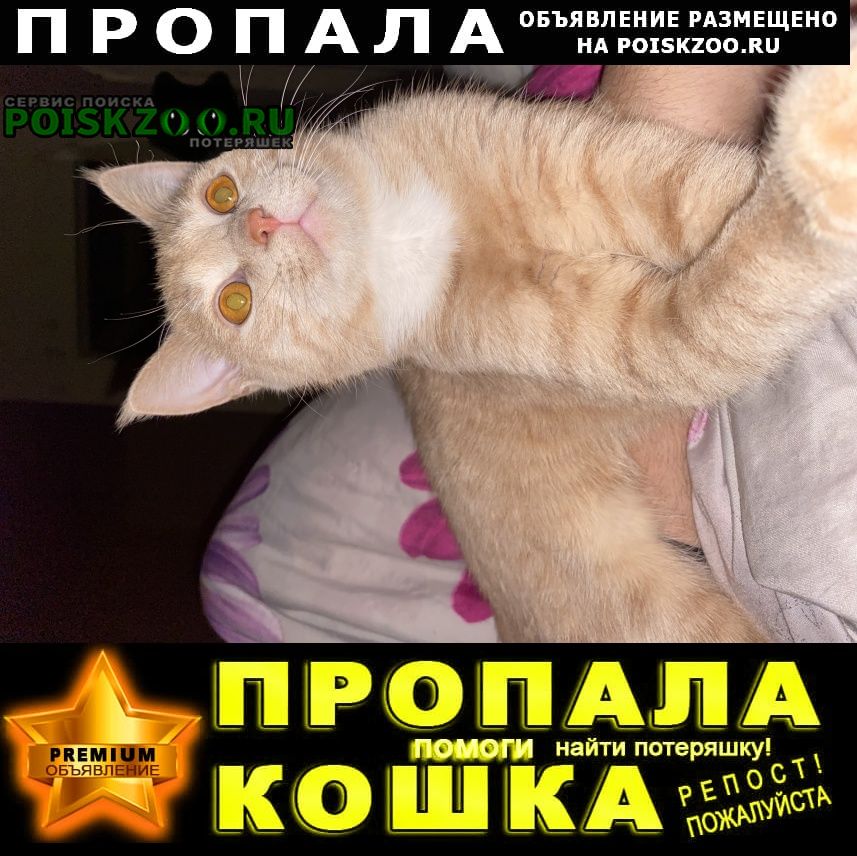 Пропал кот домашний кот Краснодар