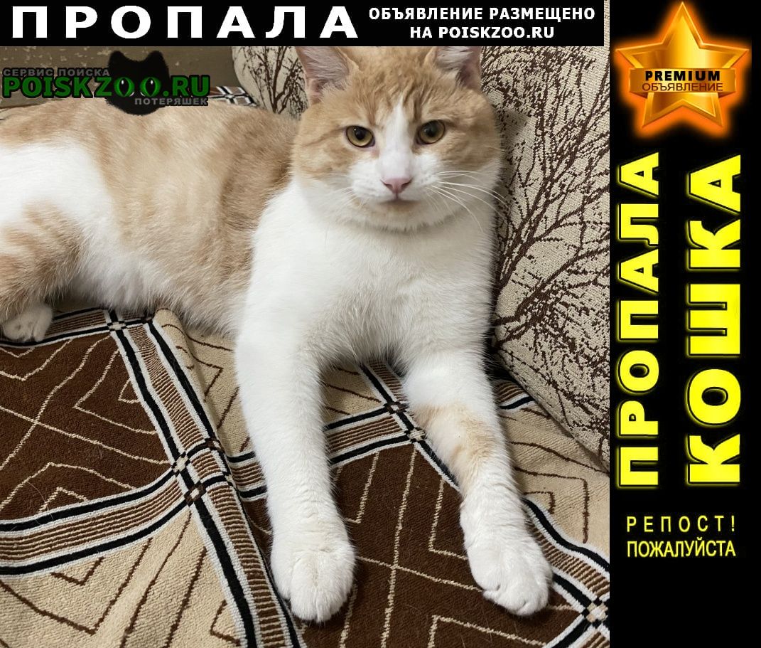 Ростов-на-Дону Пропал кот ищу кота