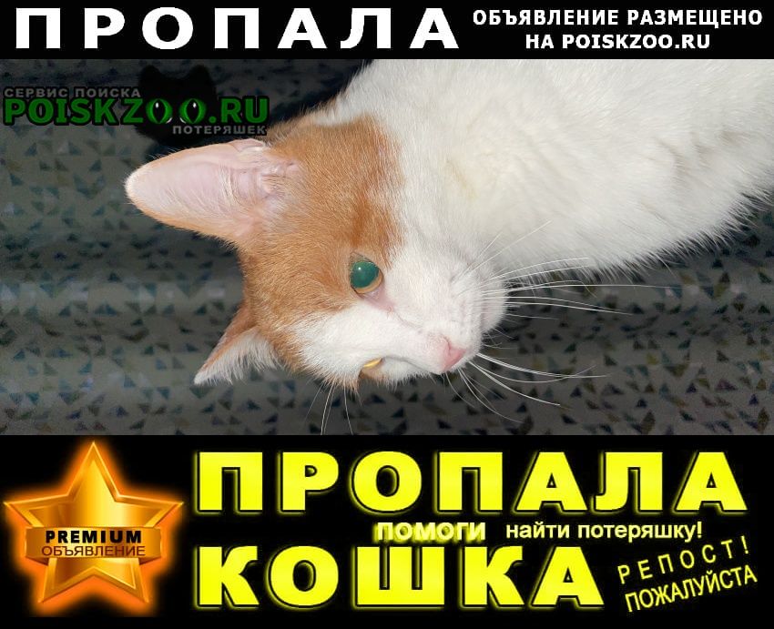 Пропал кот любимый кот василий Емельяново