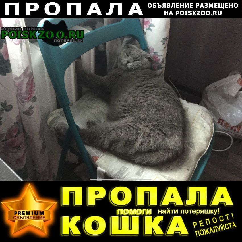 Санкт-Петербург Пропала кошка британская вислоухая