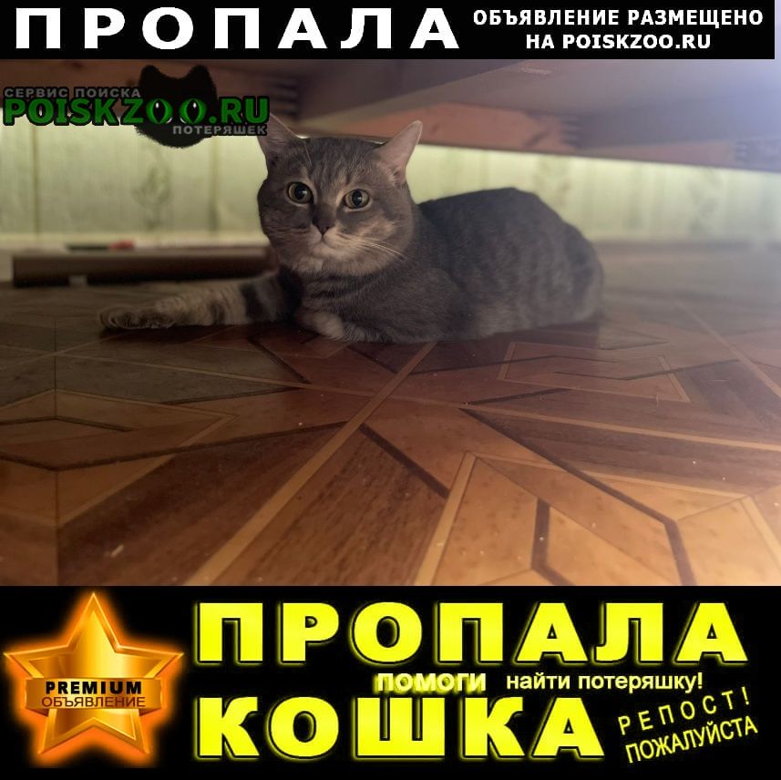Пропал кот Астрахань
