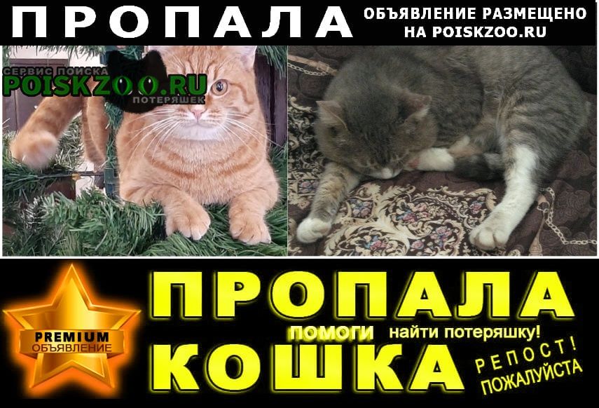 Казань Пропал кот и два кота.