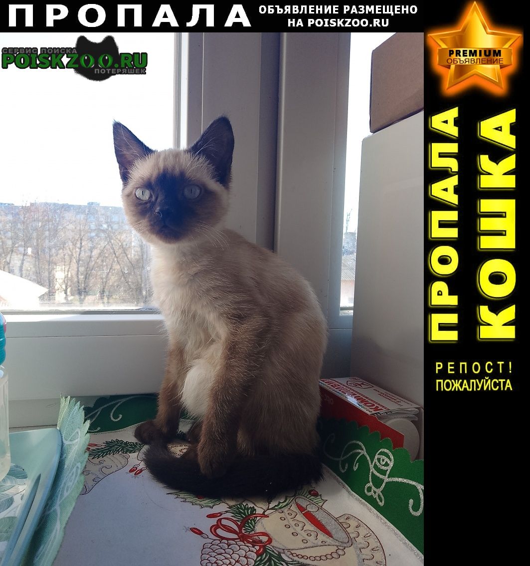 Пропал кот пожалуйста помогите найти котёнка Новомосковск