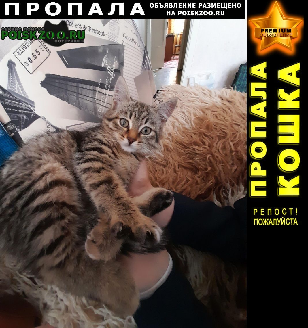 Пермь Пропала кошка молодая небольшая 2года тигровая окраска