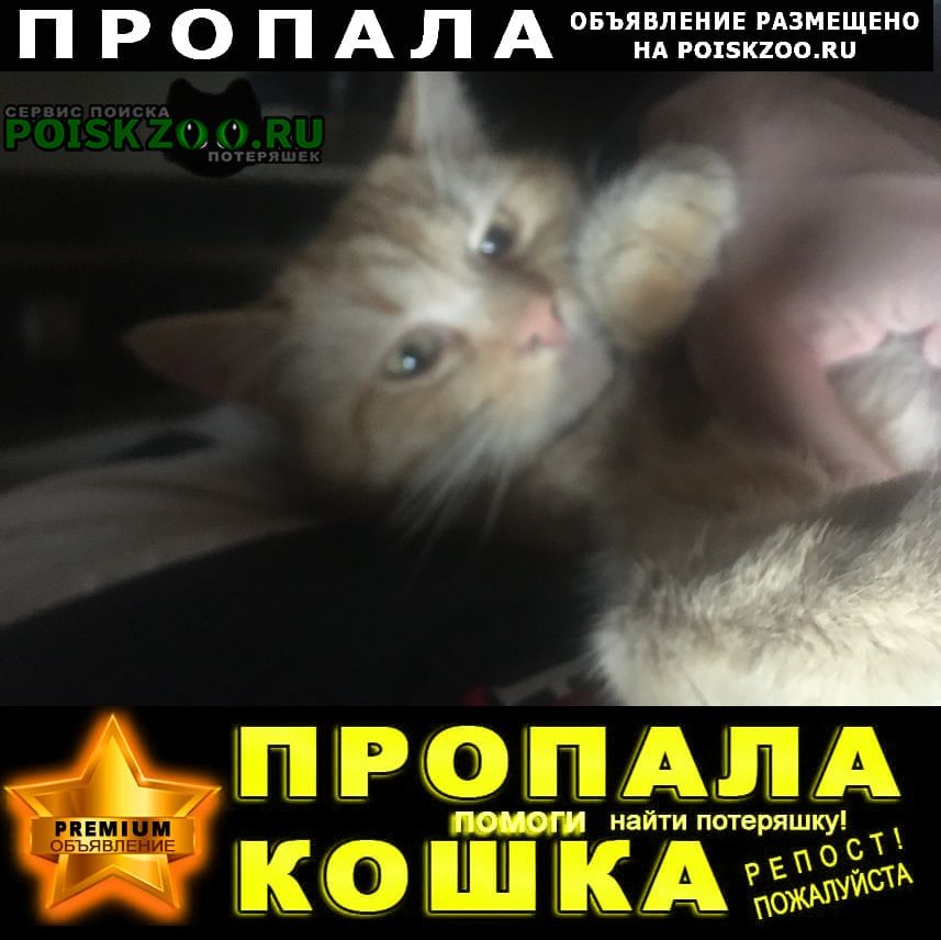 Краснодар Пропал кот зовут бивис 3 года