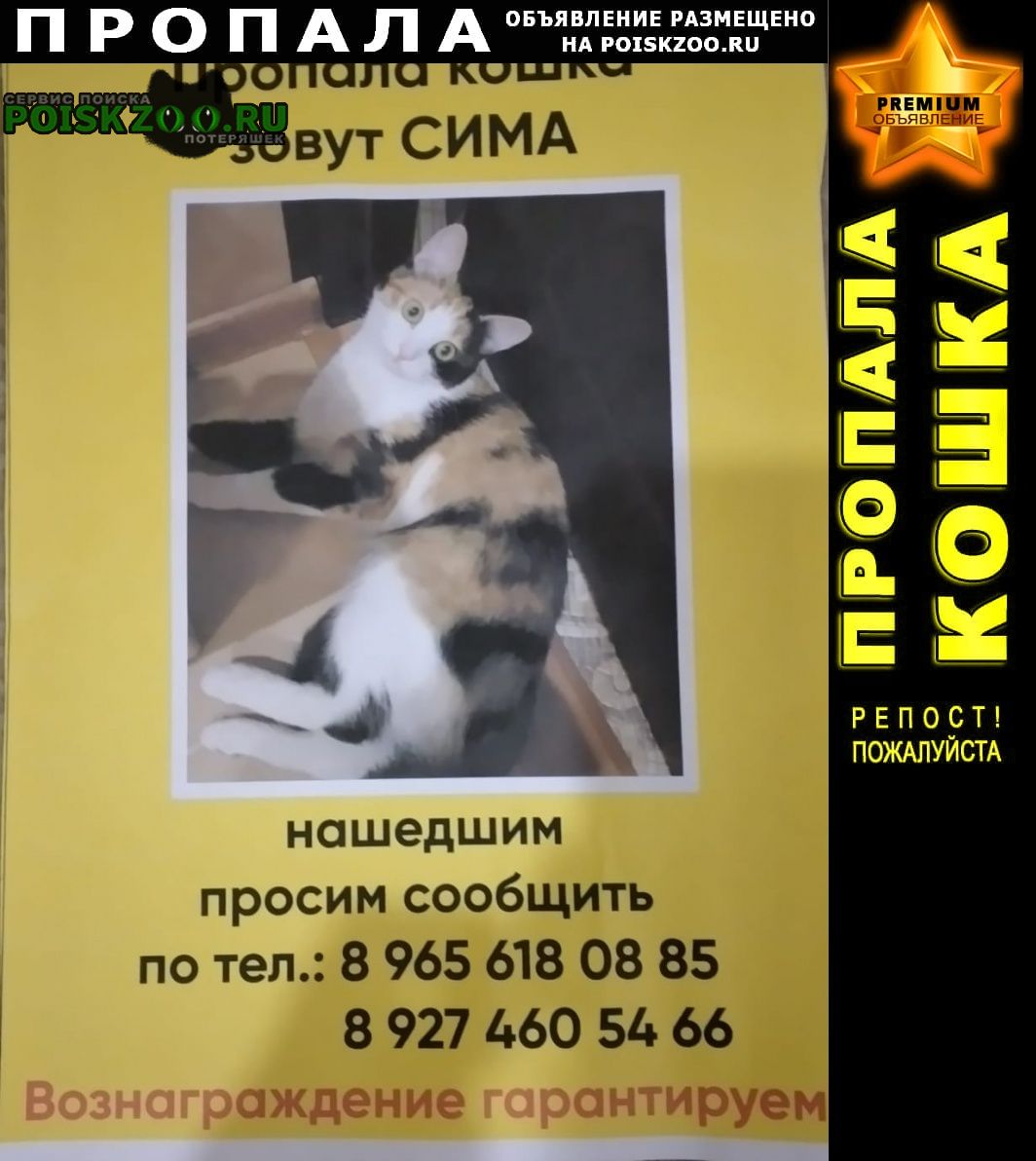 Пропала кошка вознаграждение Альметьевск