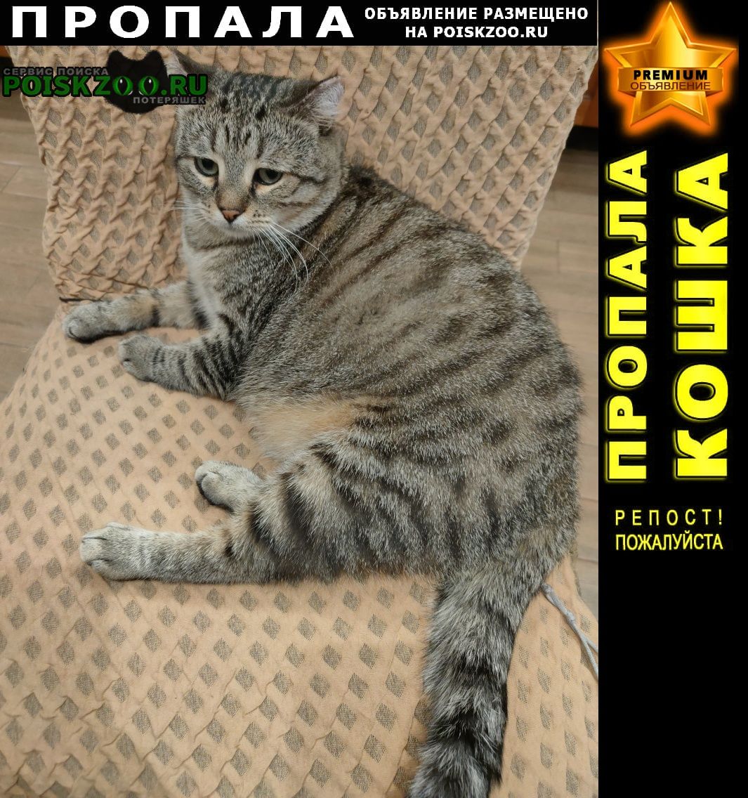 Нахабино Пропал кот
