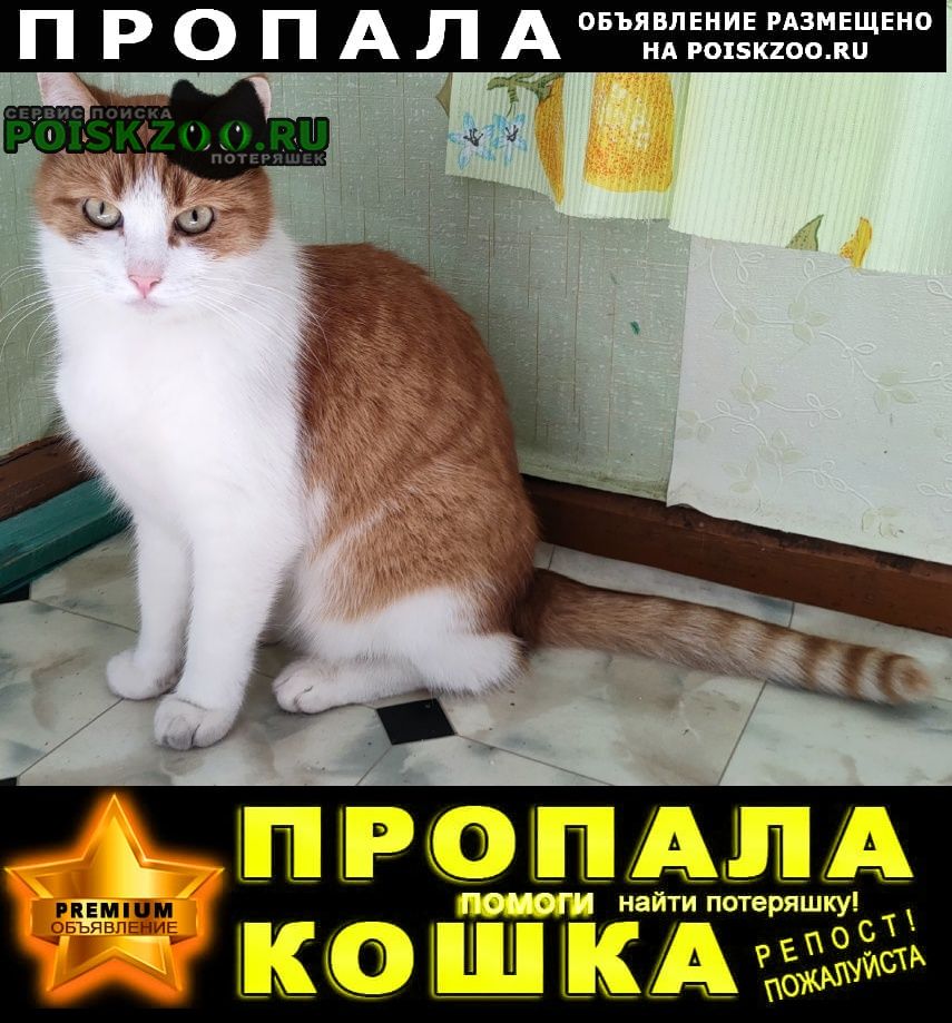 Пропала кошка Санкт-Петербург