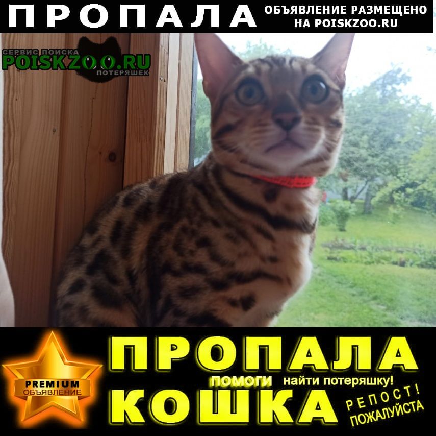 Чехов Пропала кошка котенок