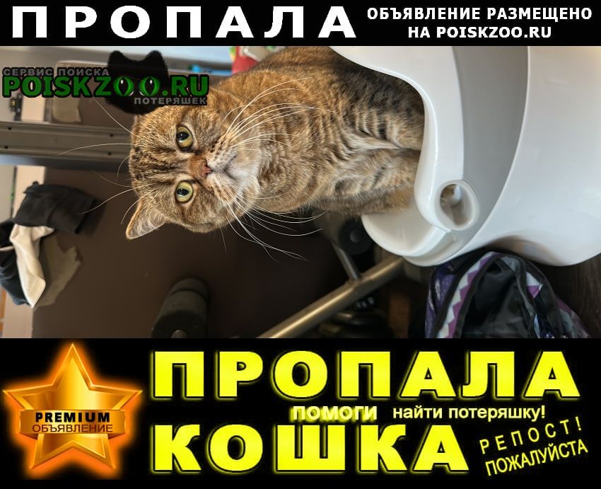Пропала кошка лапа убежала Нижний Новгород