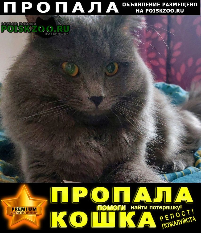 Пропал кот серый кот Нарофоминск