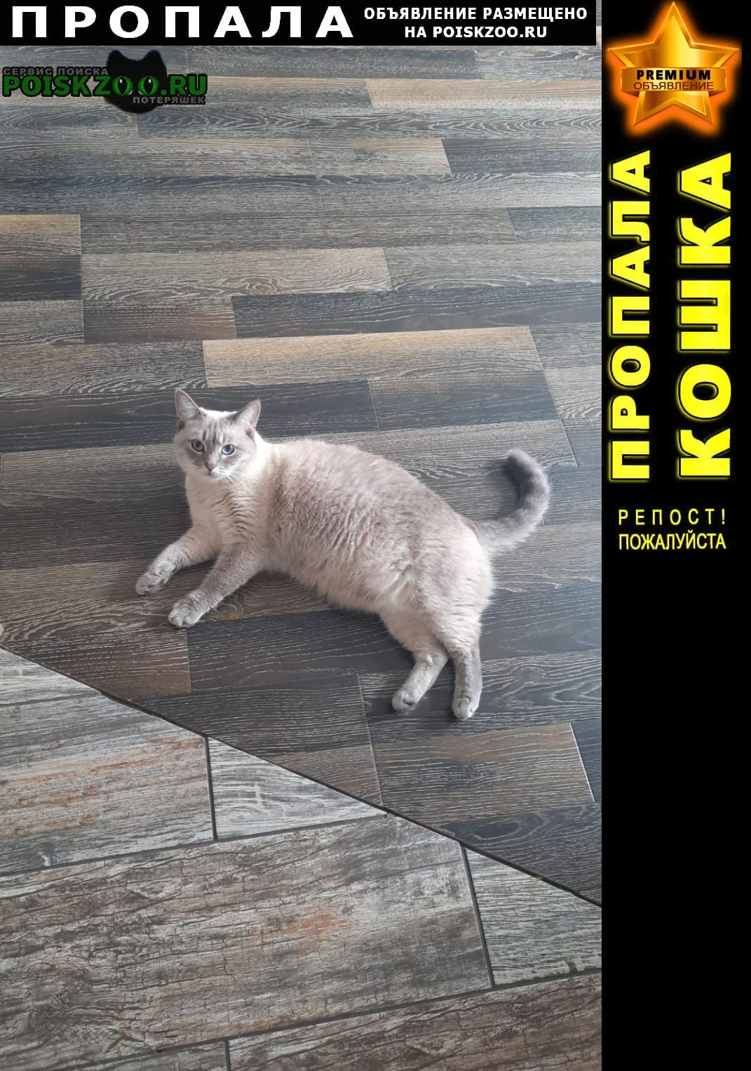 Пропала кошка просим помощи в поиске кошки Ростов-на-Дону