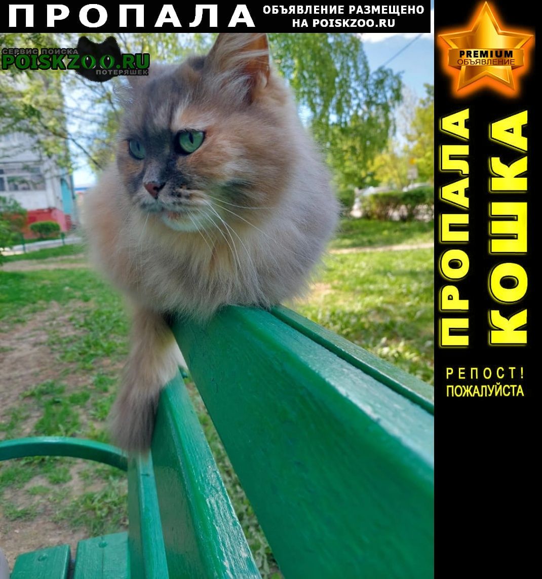 Пропала кошка пушистая и ласковая Воскресенск
