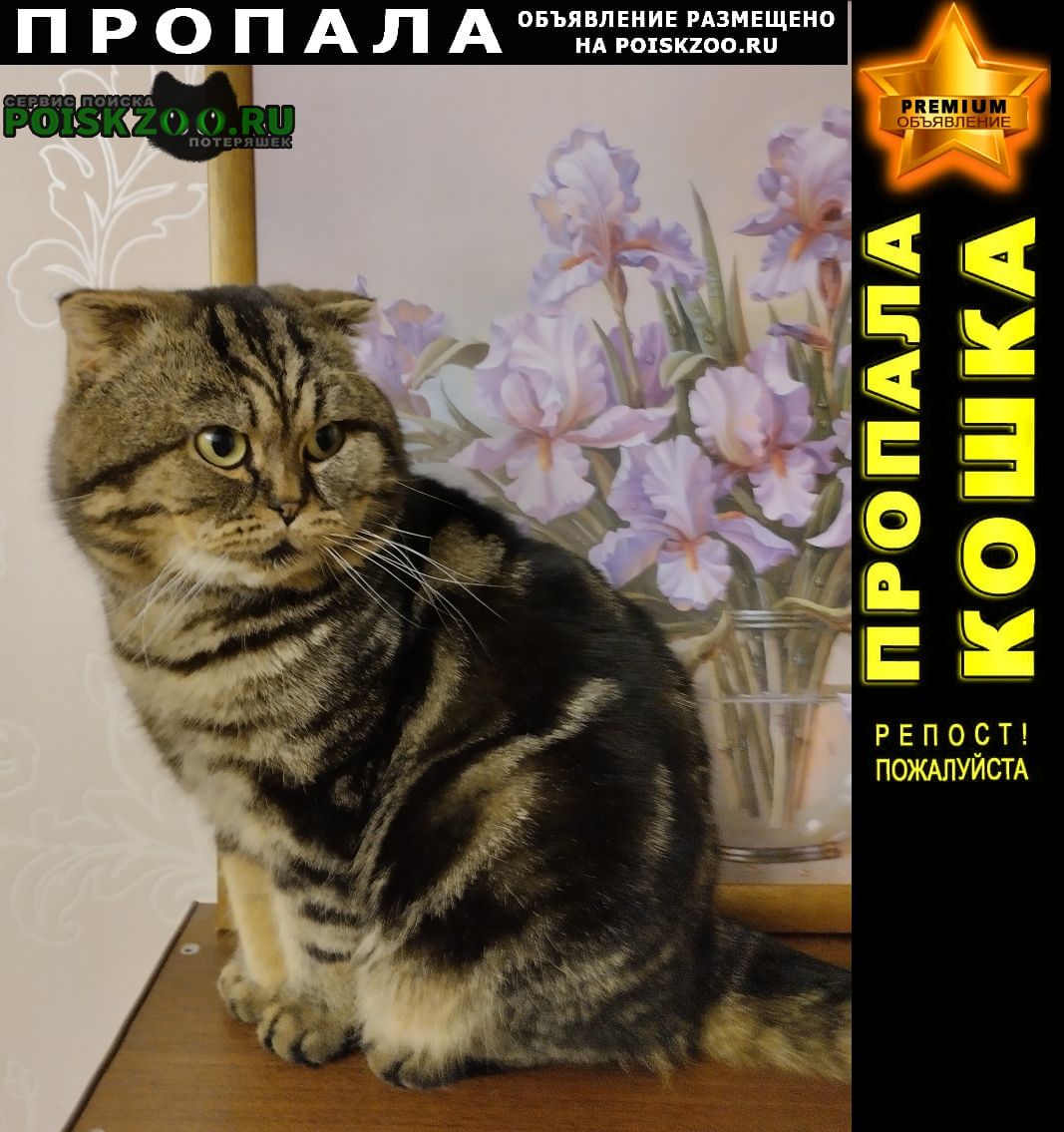 Санкт-Петербург Пропал кот шотландский вислоухий кот
