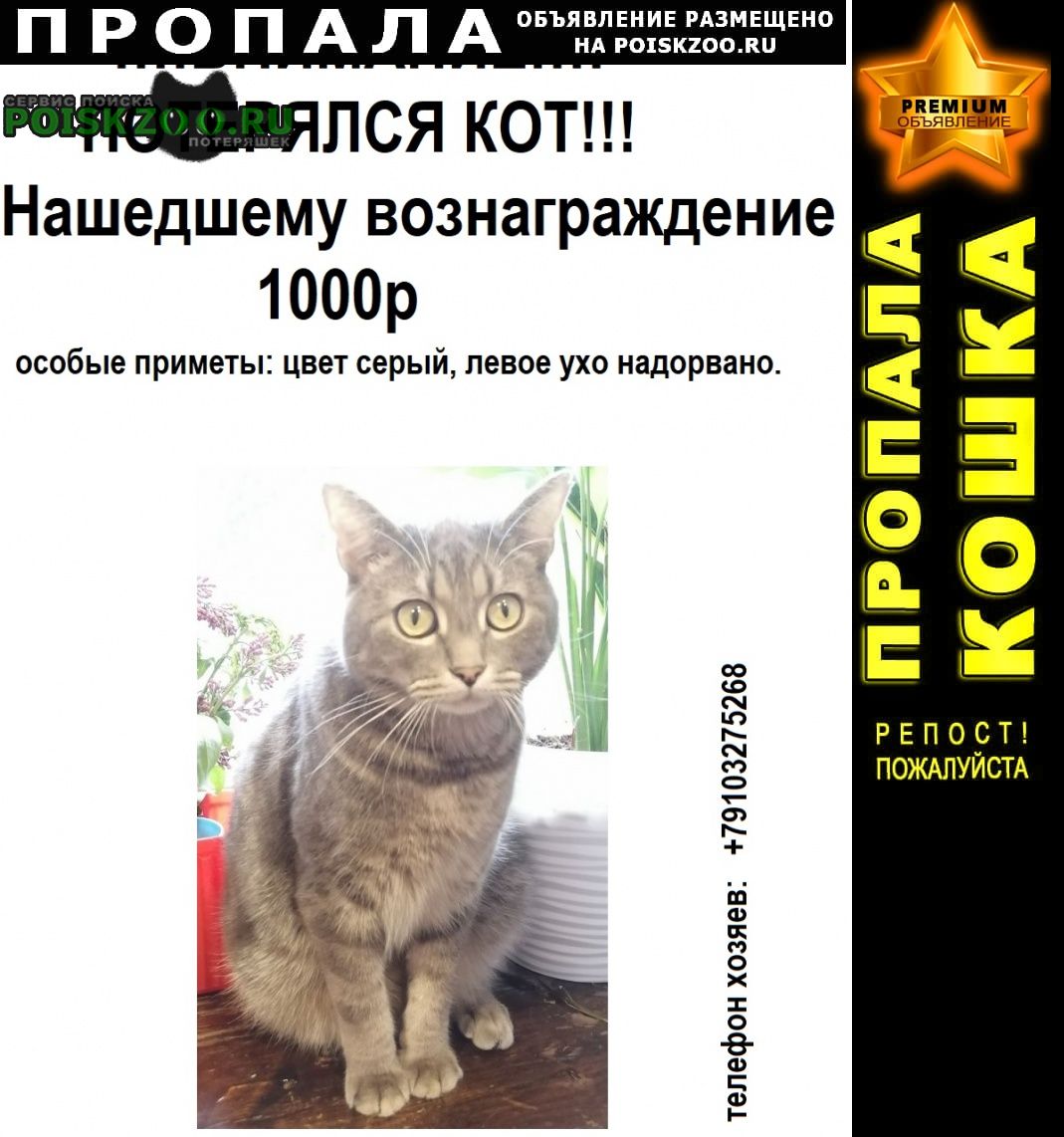 Пропал кот. чехова-мичуринский пер Белгород
