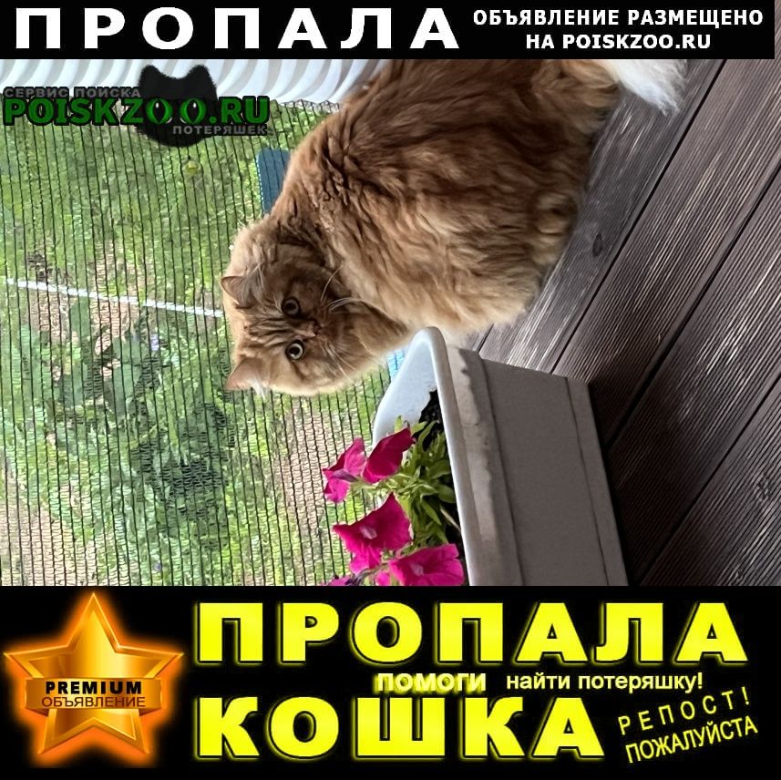 Санкт-Петербург Пропал кот кекс