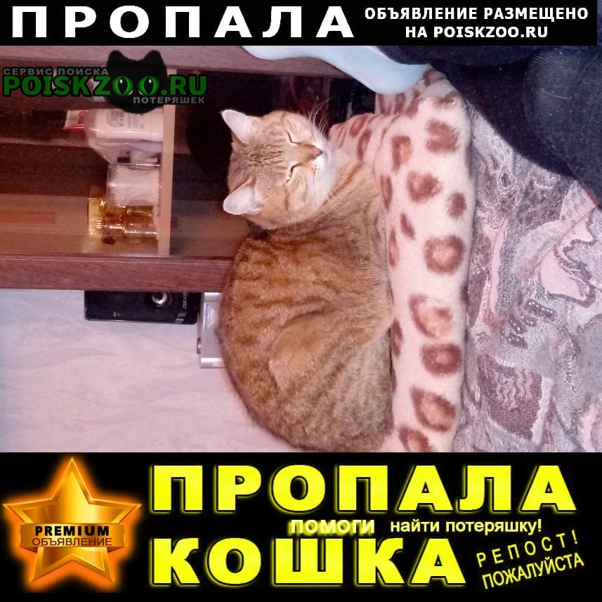 Пропала кошка Благовещенск (Амурская обл.)