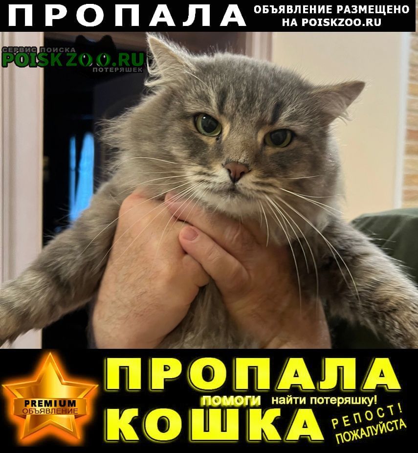 Пропал кот Видное