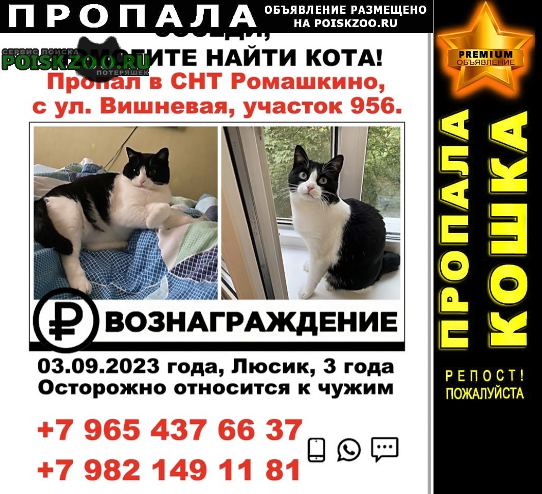 Чехов Пропал кот
