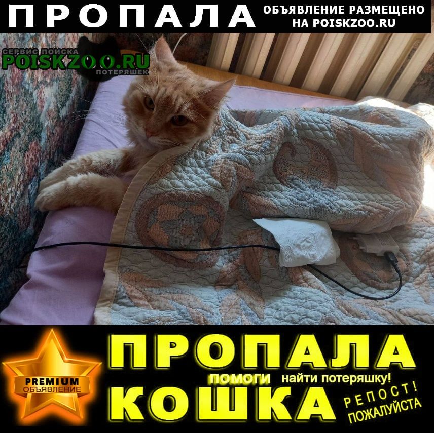 Пропала кошка Краснодар