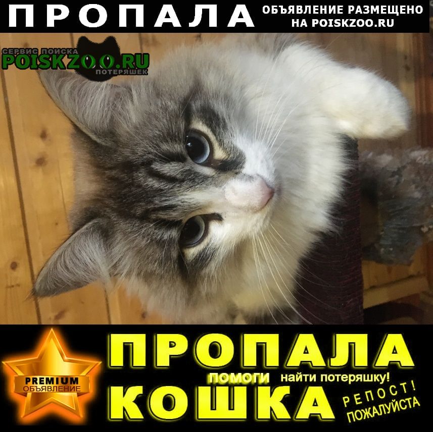 Пропал кот Нижний Новгород