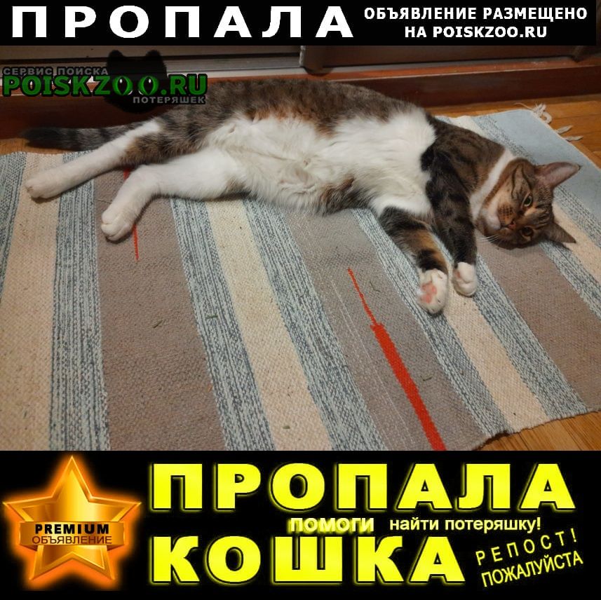Пропала кошка снт шихово 565 участок Звенигород