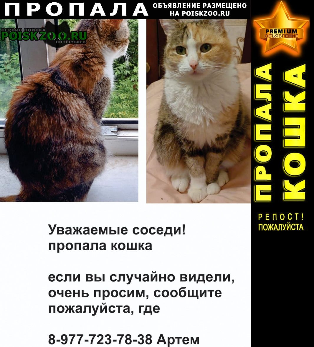 Пропала кошка лаки Красногорск