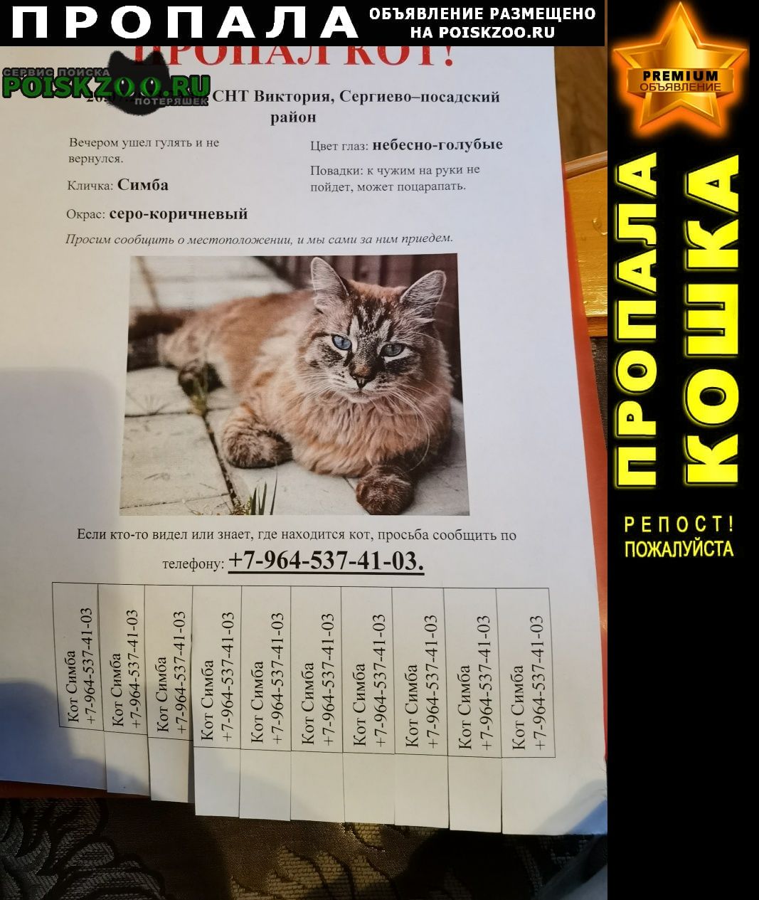 Пропал кот 2 года Москва