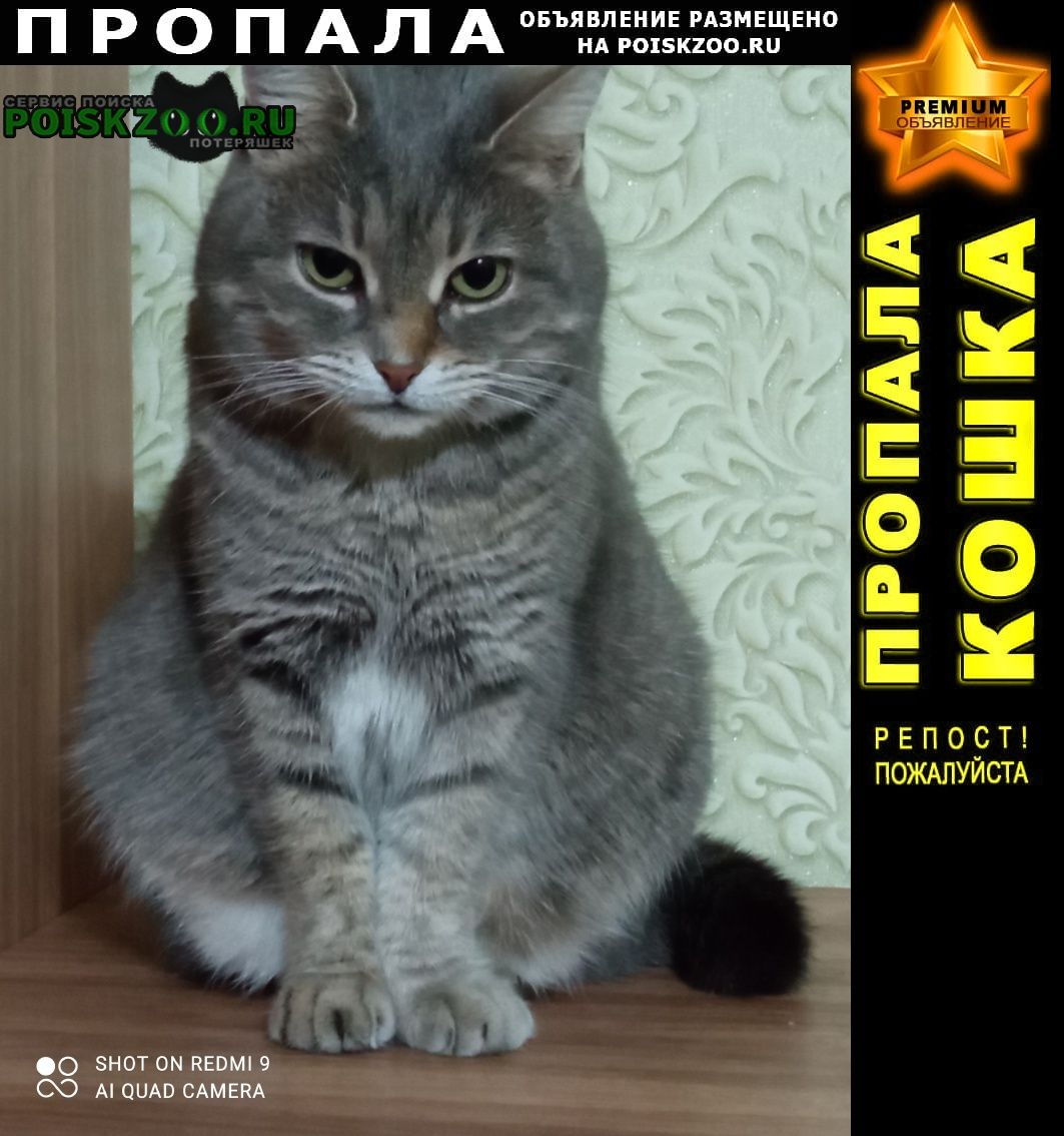 Пропала кошка серая Ростов-на-Дону