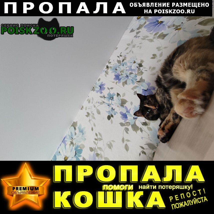 Пропала кошка Пермь