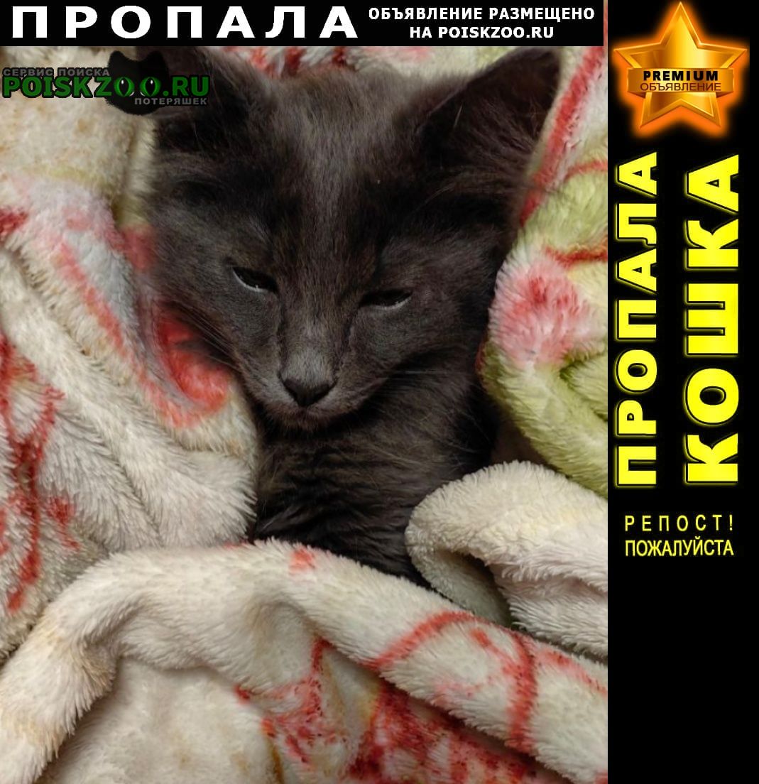 Пропала кошка кот в бресте, в районе 9 школы, п Брест Брестская обл.