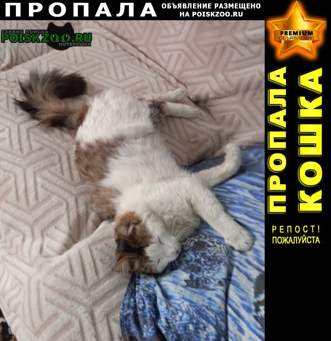 Пропал кот Красноярск