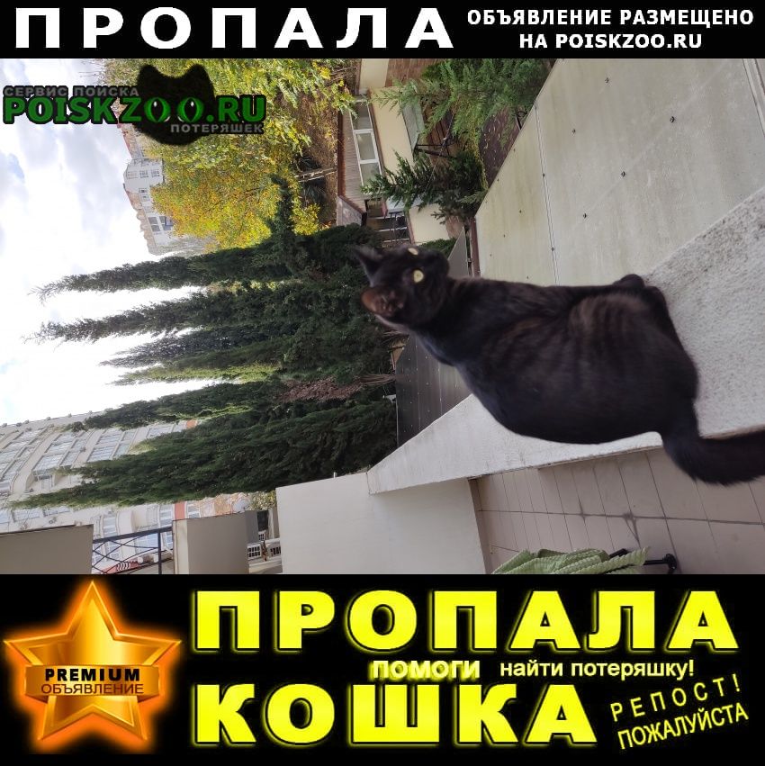 Севастополь Пропала кошка