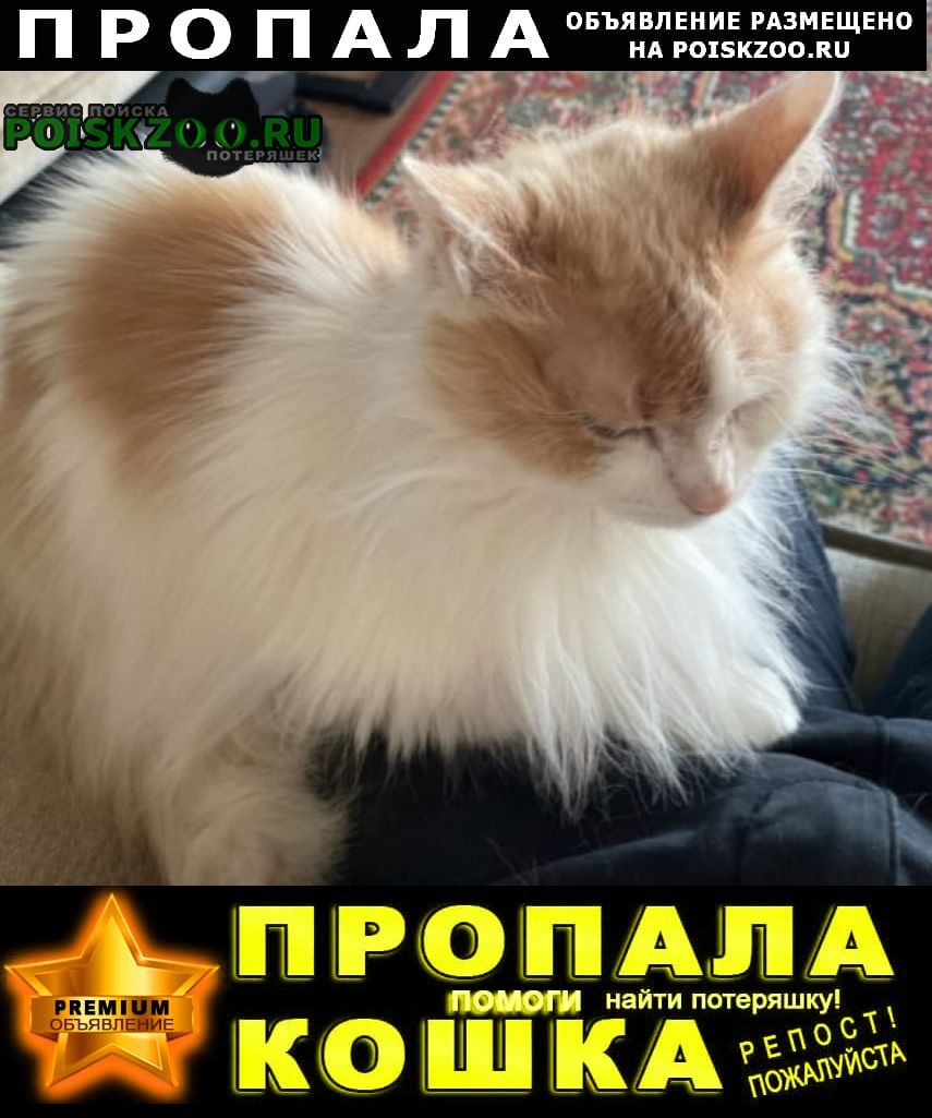 Новомосковск Пропала кошка