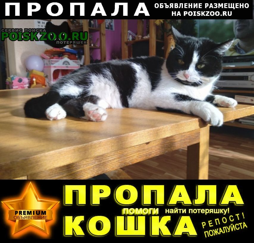 Пропала кошка бело-чёрная Павловский Посад