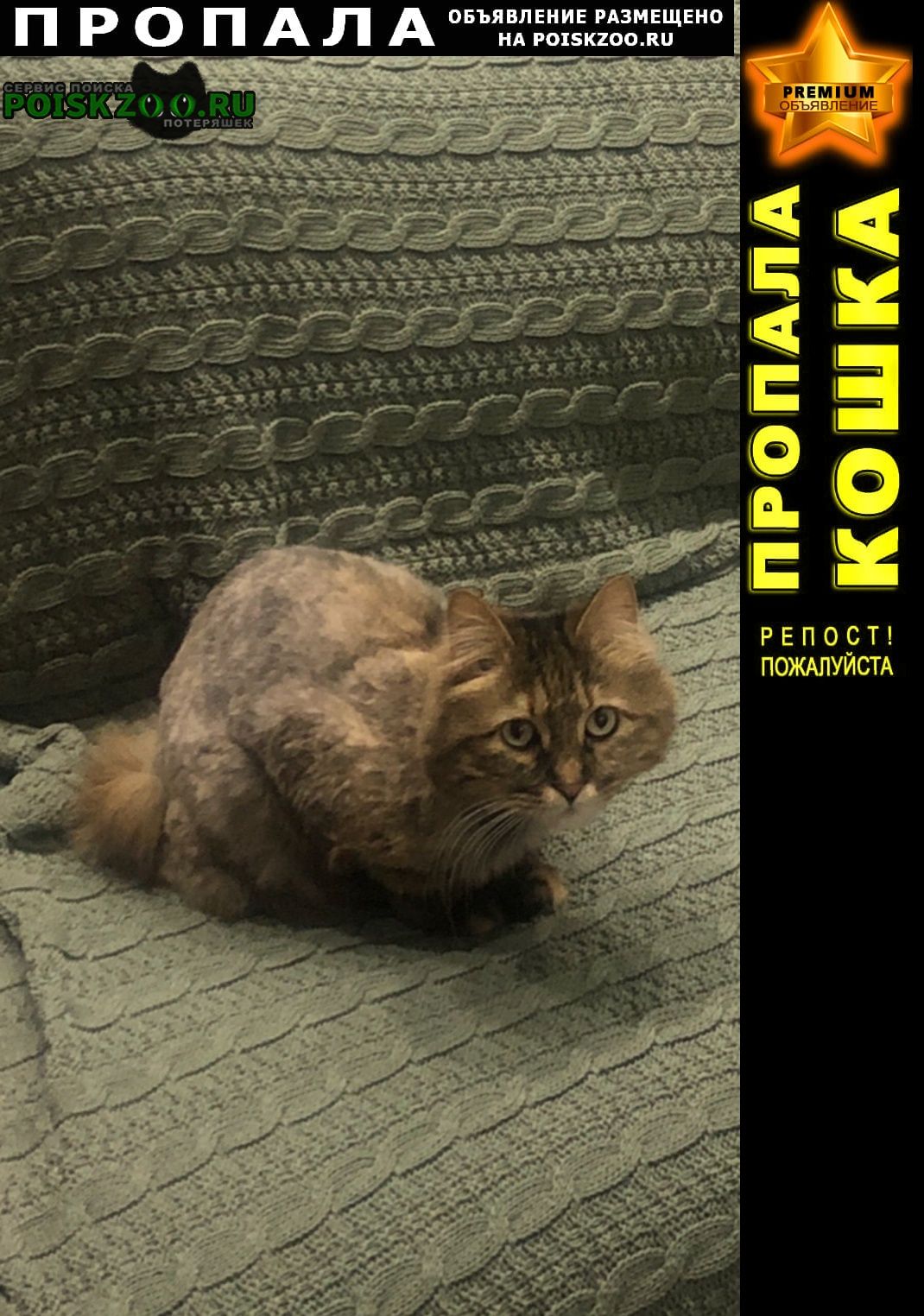 Пропала кошка агаша Пушкино