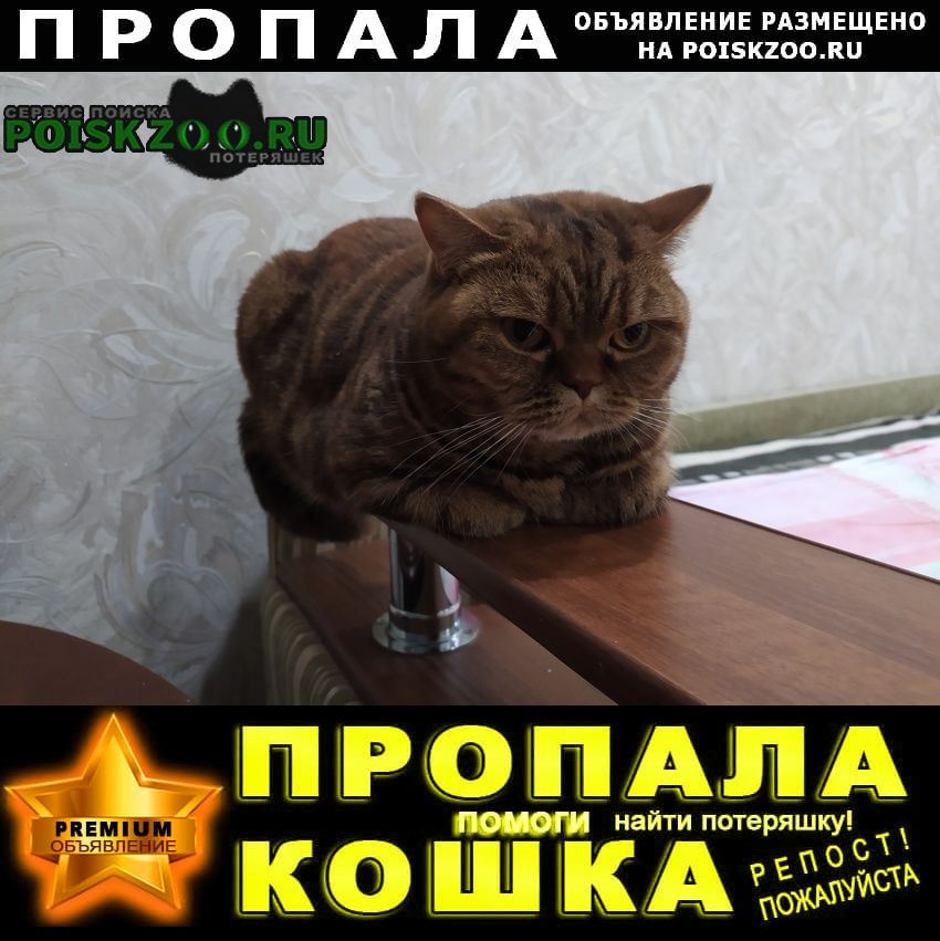 Пропала кошка краснооктябрьский район Волгоград