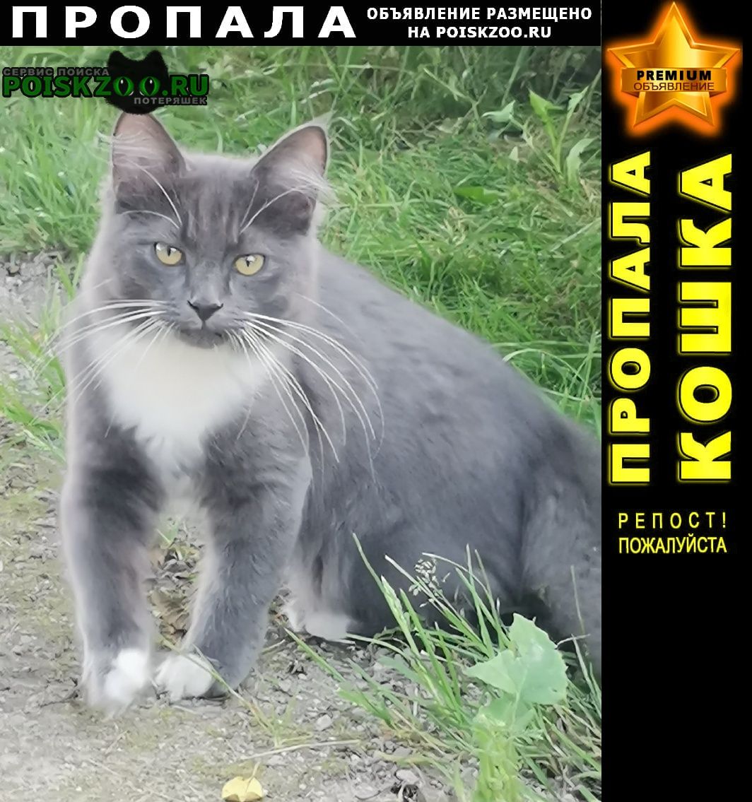 Пропала кошка Брянск