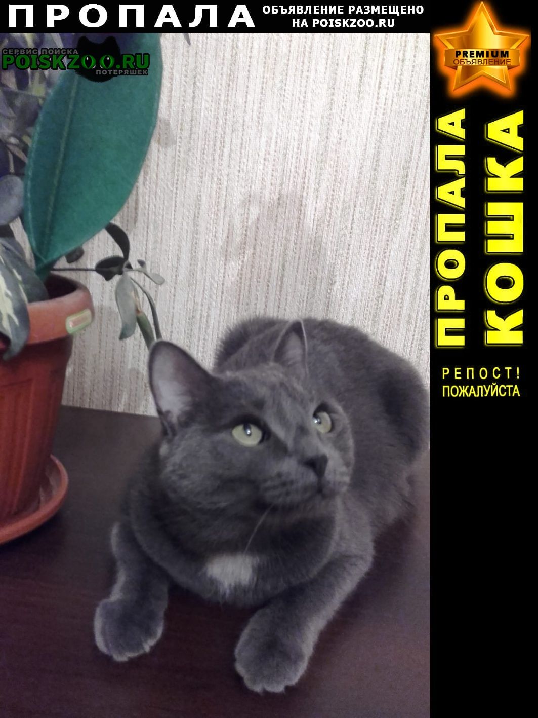 ���� ������� �����