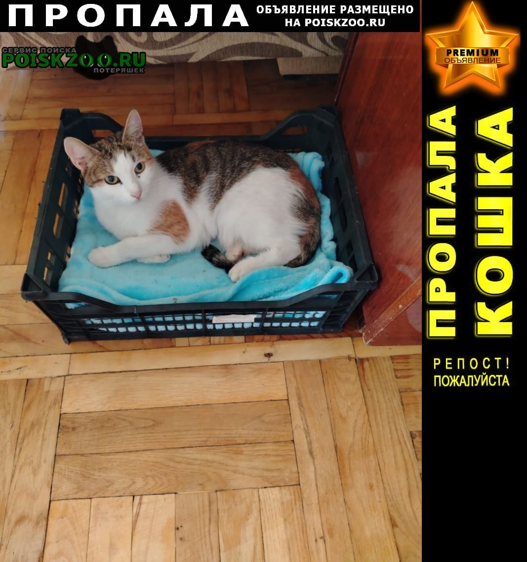 ���� ������� �����