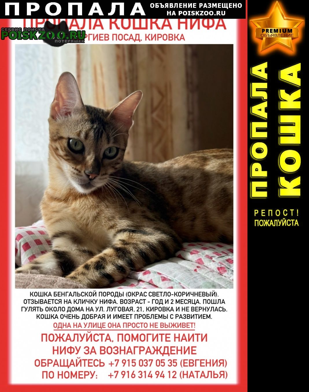 ���� ������� �����