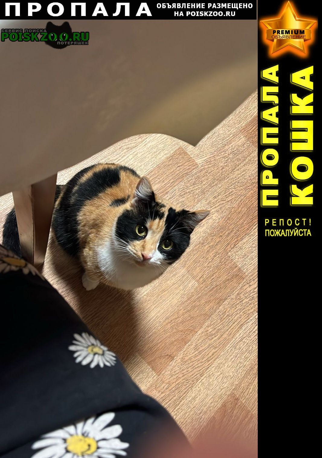 ���� ������� �����