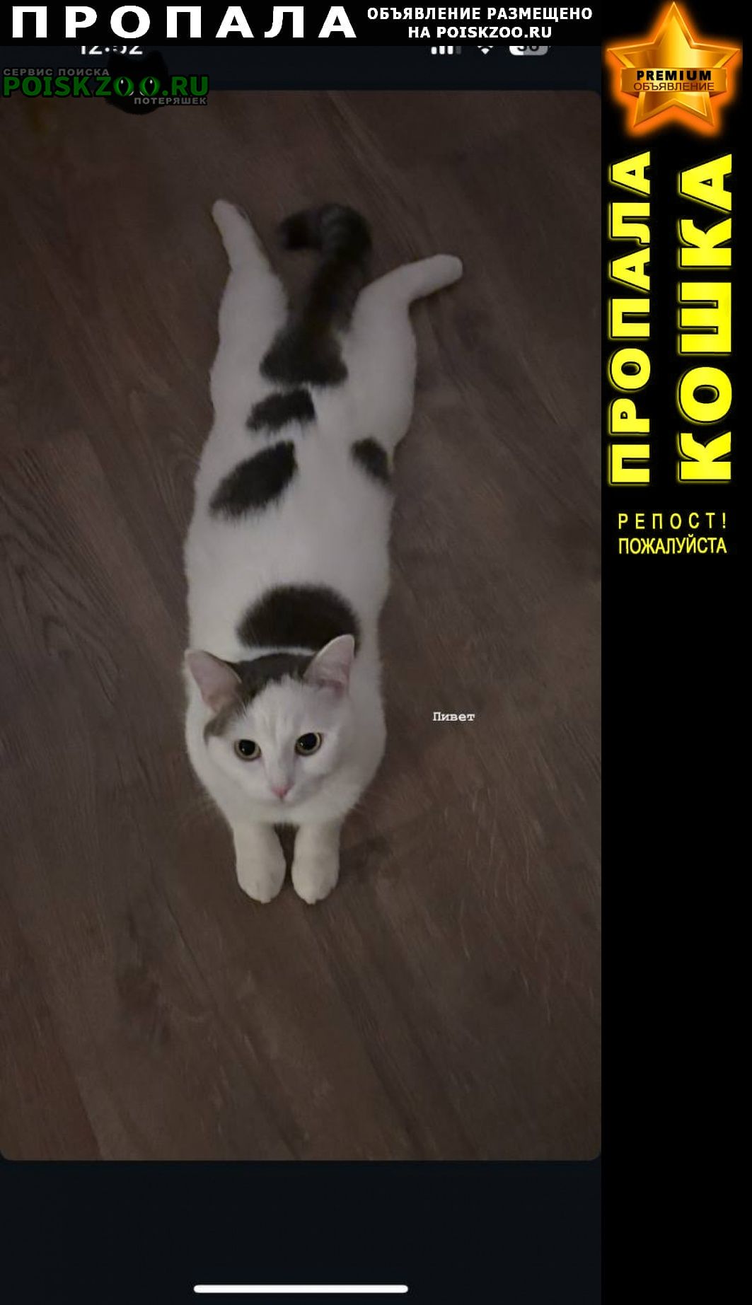���� ������� �����