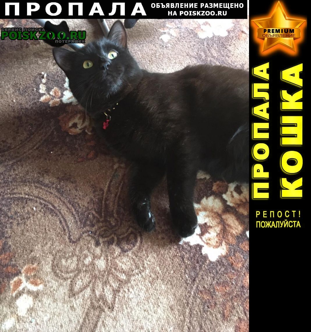 Армавир Пропал кот - зовут чёрный