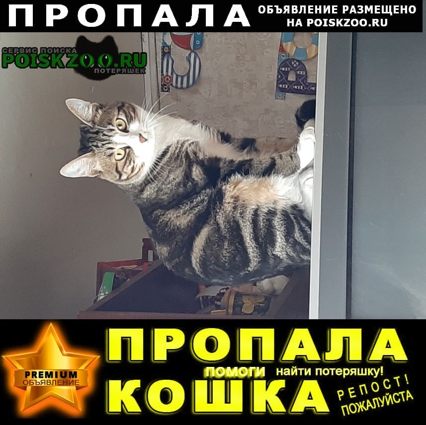 Пропал кот член семьи Хабаровск