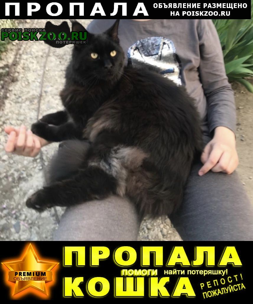 Пропал кот помогите найти кота Новочеркасск