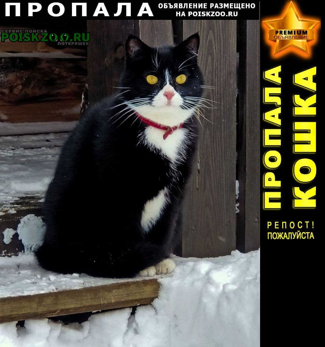 Пропала кошка черно-белая Санкт-Петербург