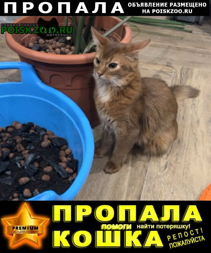 Пропал кот Казань