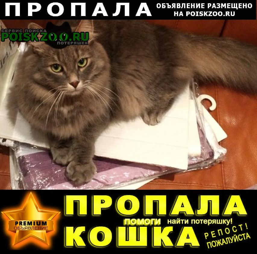 Пропал кот вознаграждение гарантируем Москва