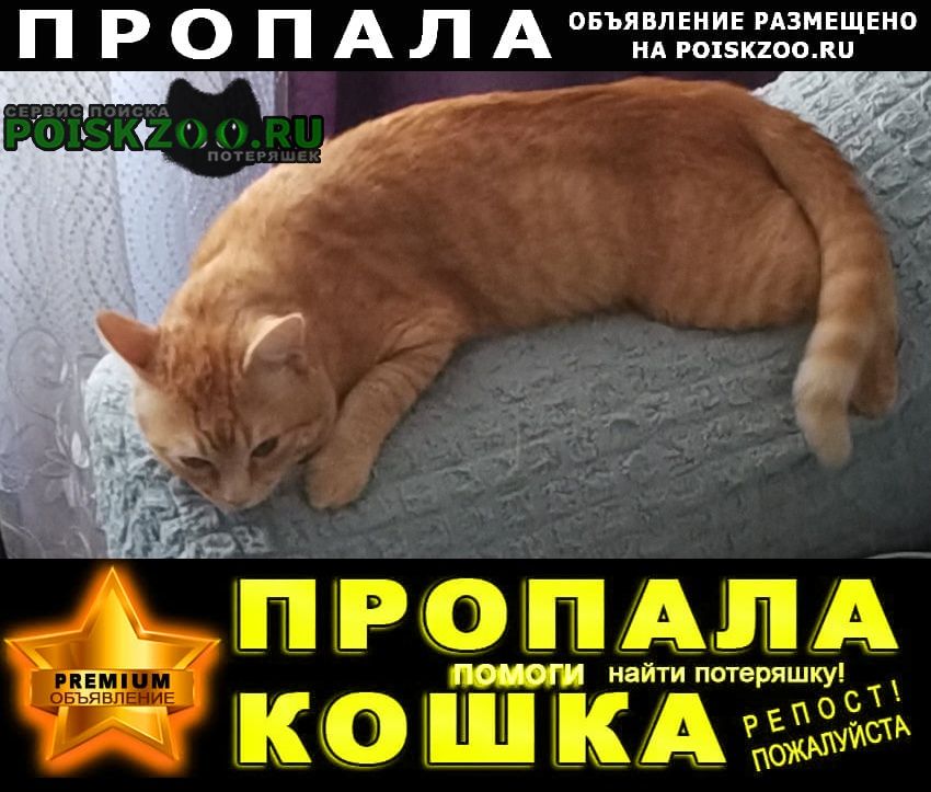 Зеленодольск Пропал кот рыжий